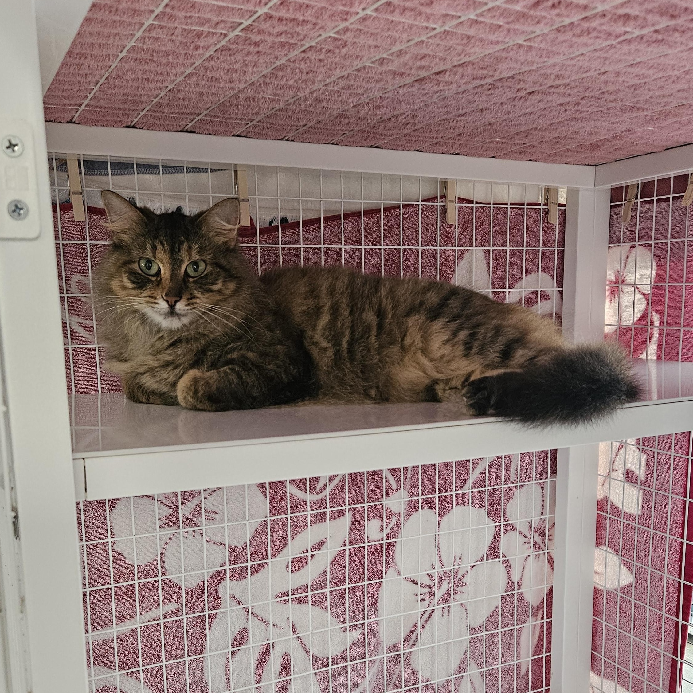 Enlarge Caramel , a ADOPTABLE Domestic Medium Hair in Melbourne, FL image 2/3