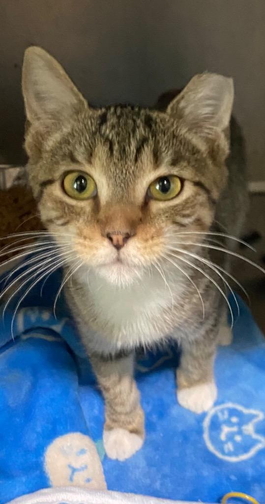 Dasan, Adoptable, Kitten Male Domestic Short Hair.