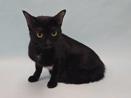 Enlarge Mamacita, a Adoptable Domestic Short Hair in Coon Rapids, MN image 1/1