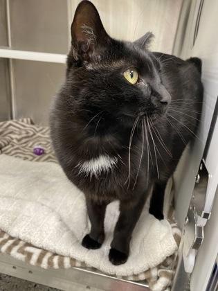 Eddie Brock Jr., Adoptable, Adult Male Domestic Short Hair.