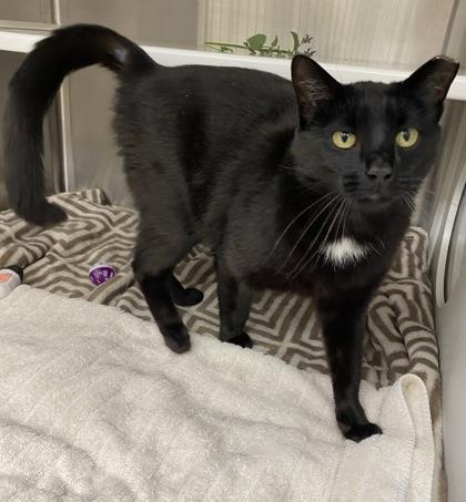 Eddie Brock Jr., a Adoptable mixed breed in Kansas City, MO image 2/2