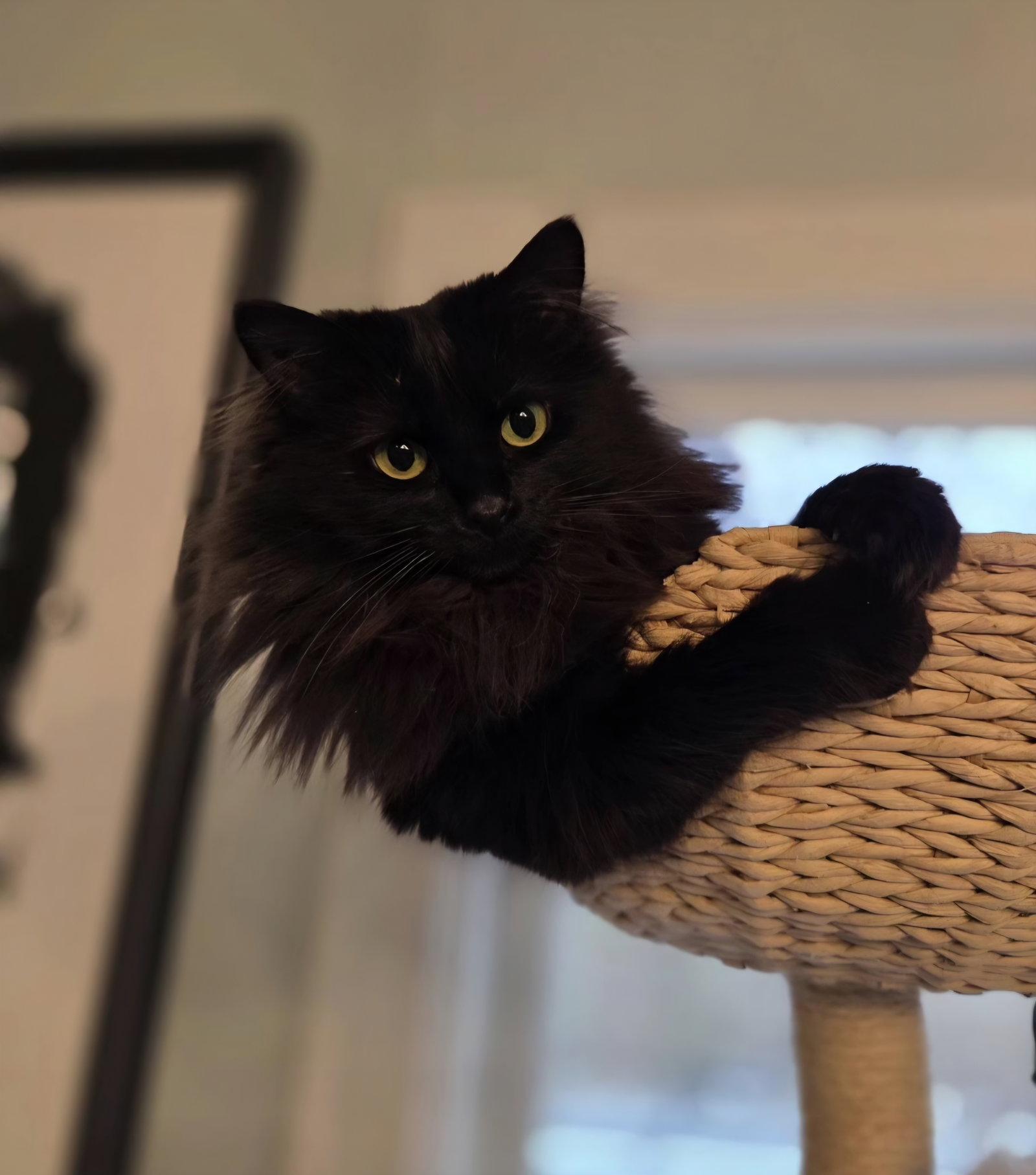 Lylah - SP, Adopted, Adult Female Domestic Long Hair.