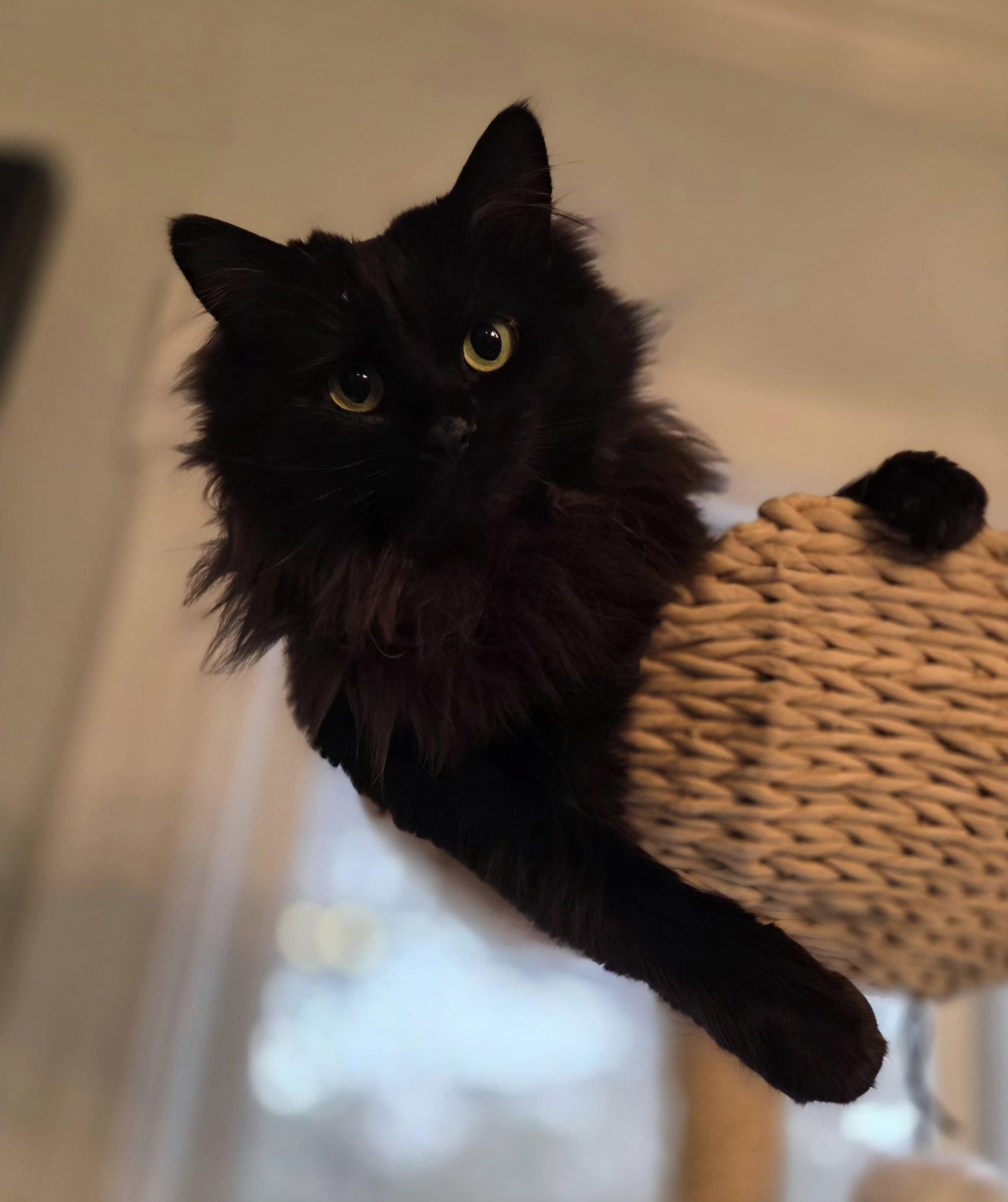 Enlarge Lylah - SP, a Adopted Domestic Long Hair in Champaign, IL image 2/3