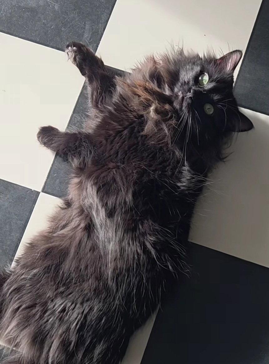 Enlarge Lylah - SP, a Adopted Domestic Long Hair in Champaign, IL image 3/3