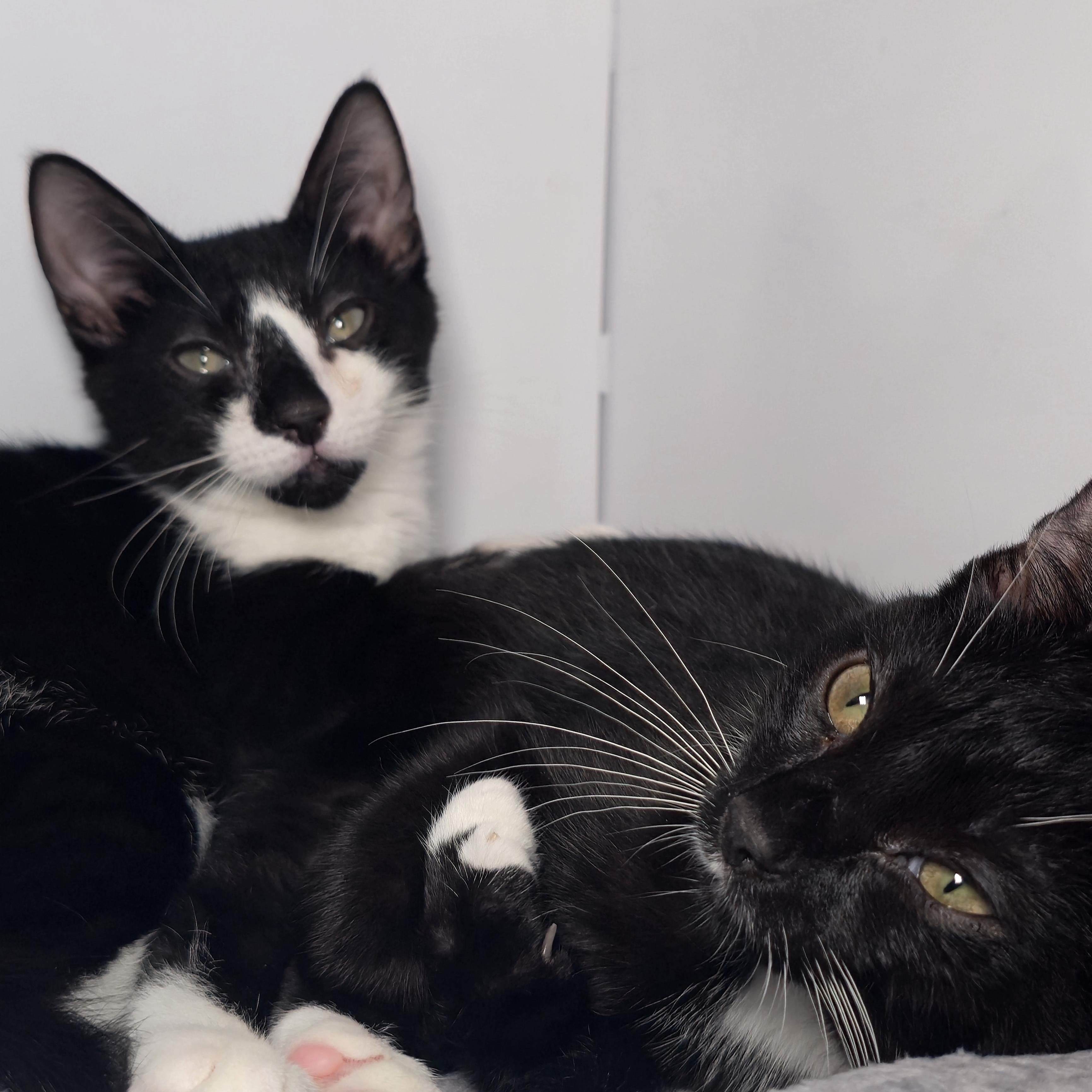 Sprinkles & Spice - bonded pair, Baby Male unknown