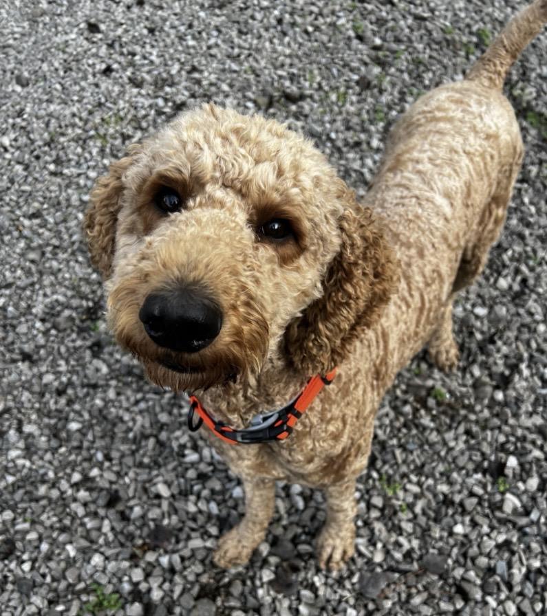 Jetty--Loyal Companion and loves other fur babies!, a Adoptable mixed breed in Franklin, TN image 1/6