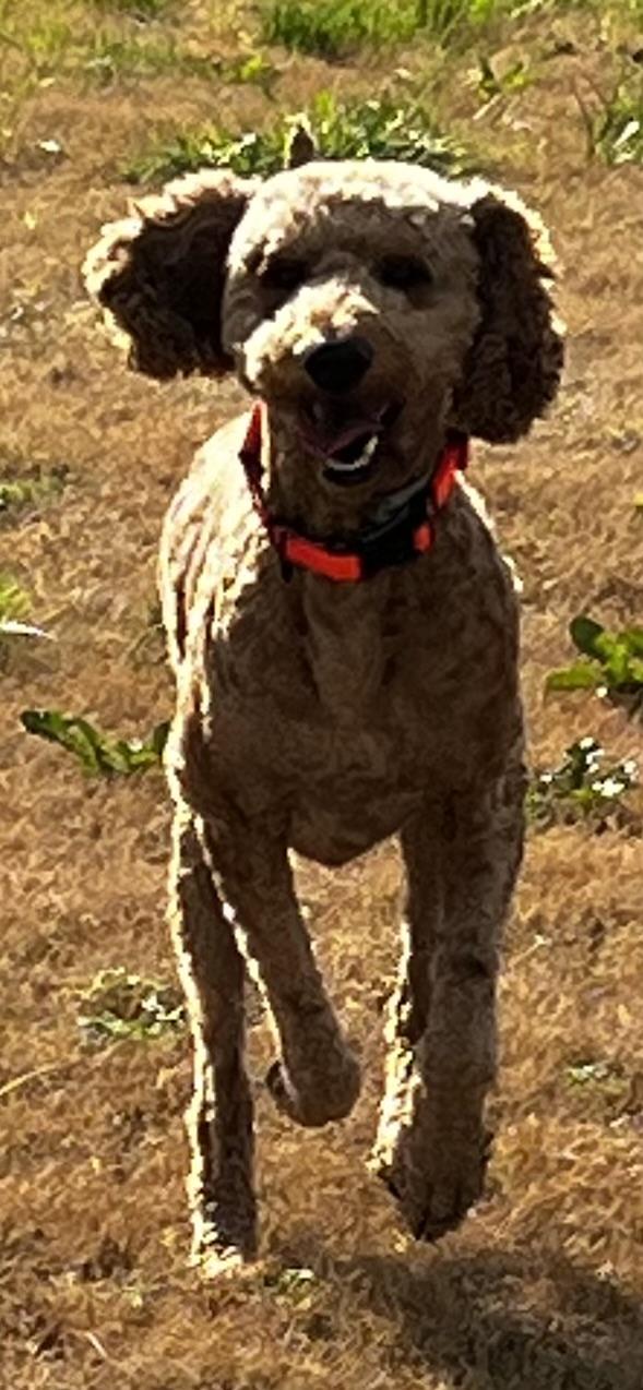 Jetty--Loyal Companion and loves other fur babies!, a Adoptable mixed breed in Franklin, TN image 2/6