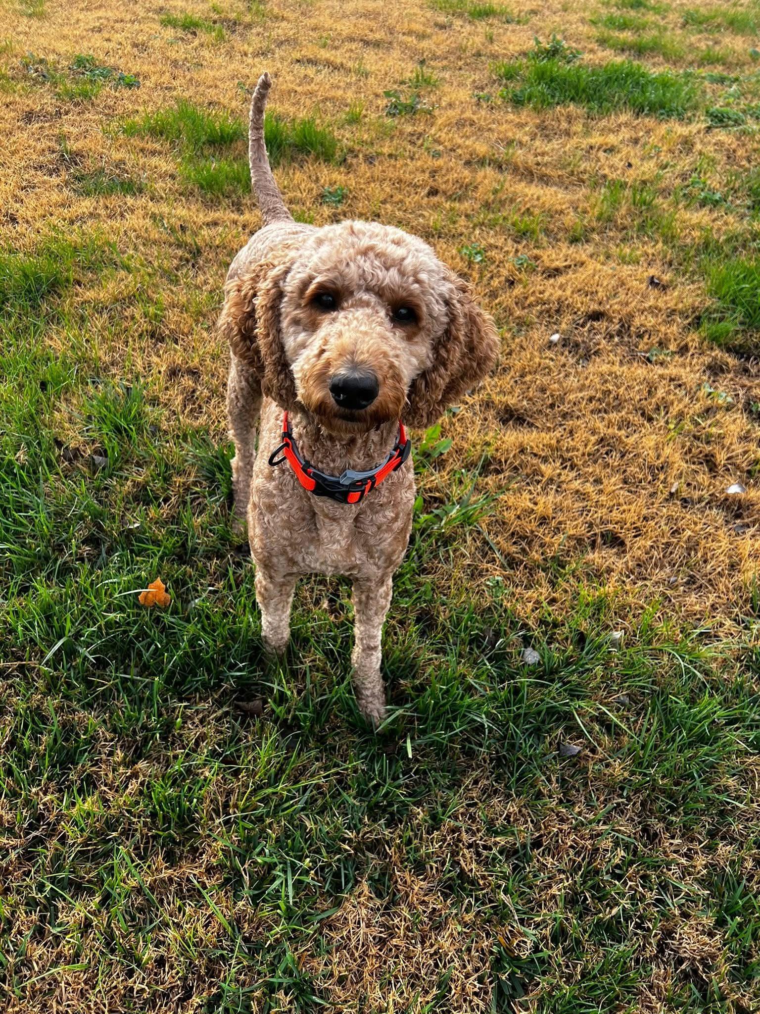 Jetty--Loyal Companion and loves other fur babies!, a Adoptable mixed breed in Franklin, TN image 3/6