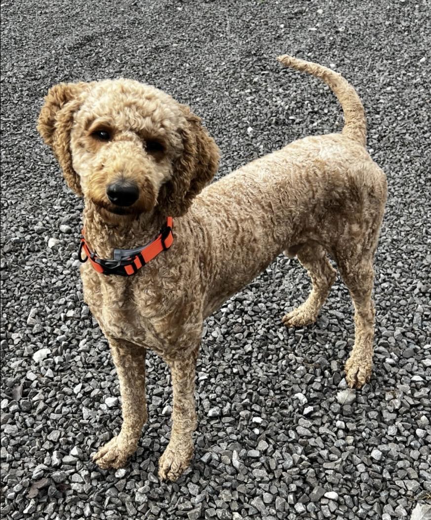 Jetty--Loyal Companion and loves other fur babies!, a Adoptable mixed breed in Franklin, TN image 4/6