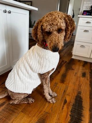 Jetty--Loyal Companion and loves other fur babies!, a Adoptable mixed breed in Franklin, TN image 6/6