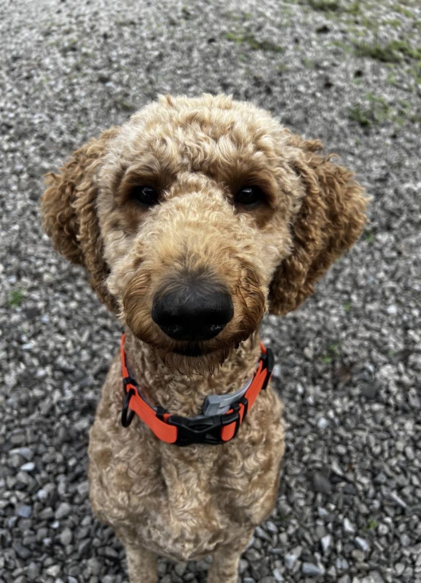 Jetty--Loyal Companion and loves other fur babies!, a Adoptable mixed breed in Franklin, TN image 5/6