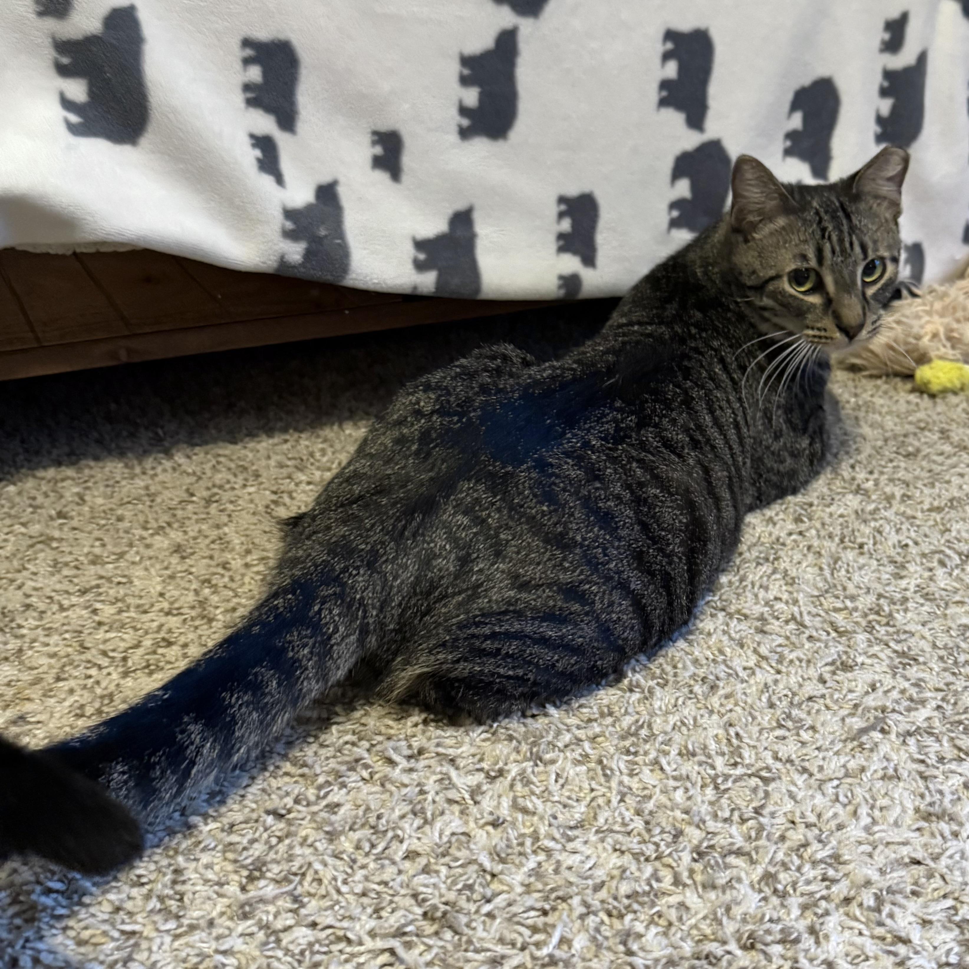 Jalapeño, Adoptable, Young Male American Shorthair & Domestic Short Hair.