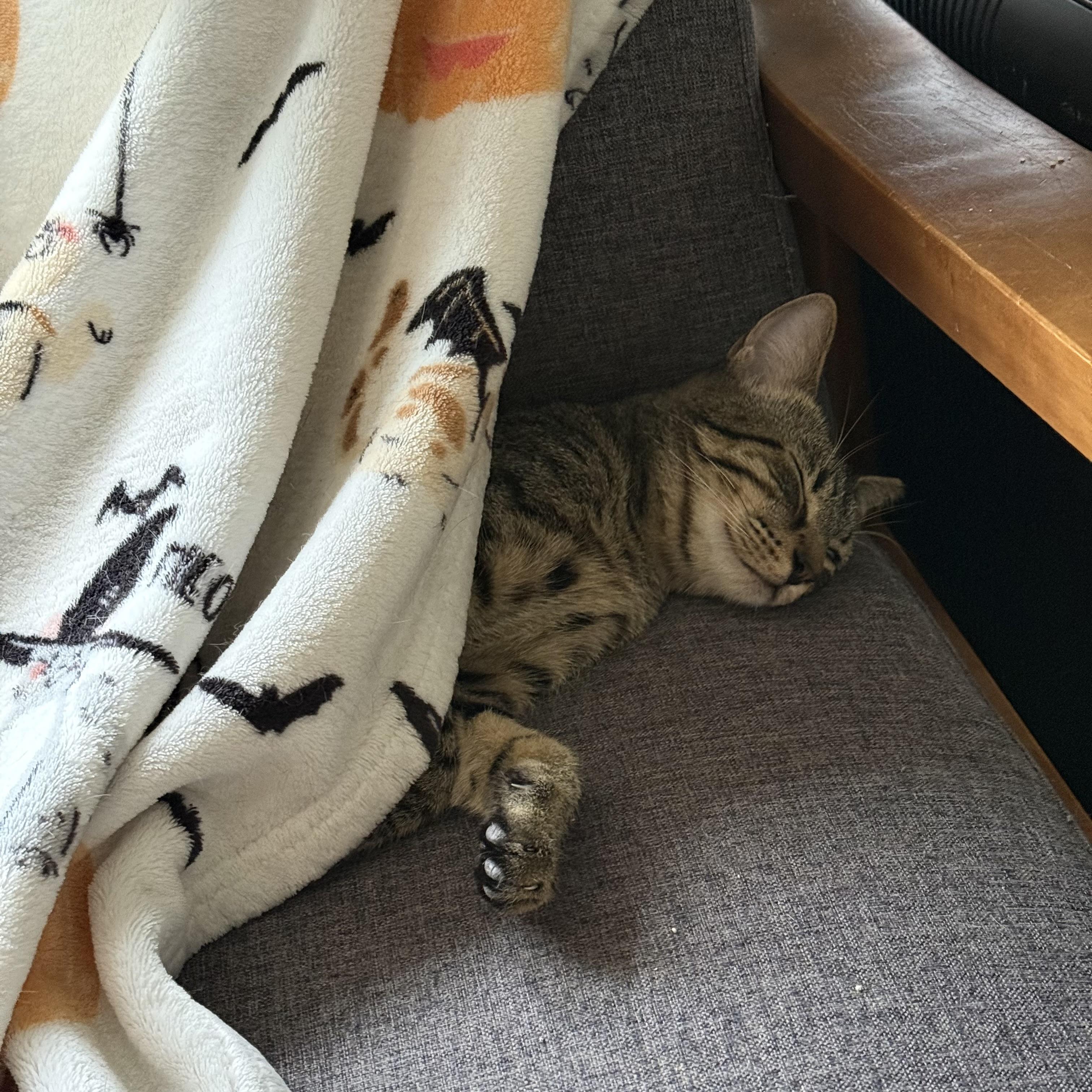 Jalapeño, a quiet companion, Adoptable, Young Male American Shorthair & Domestic Short Hair.