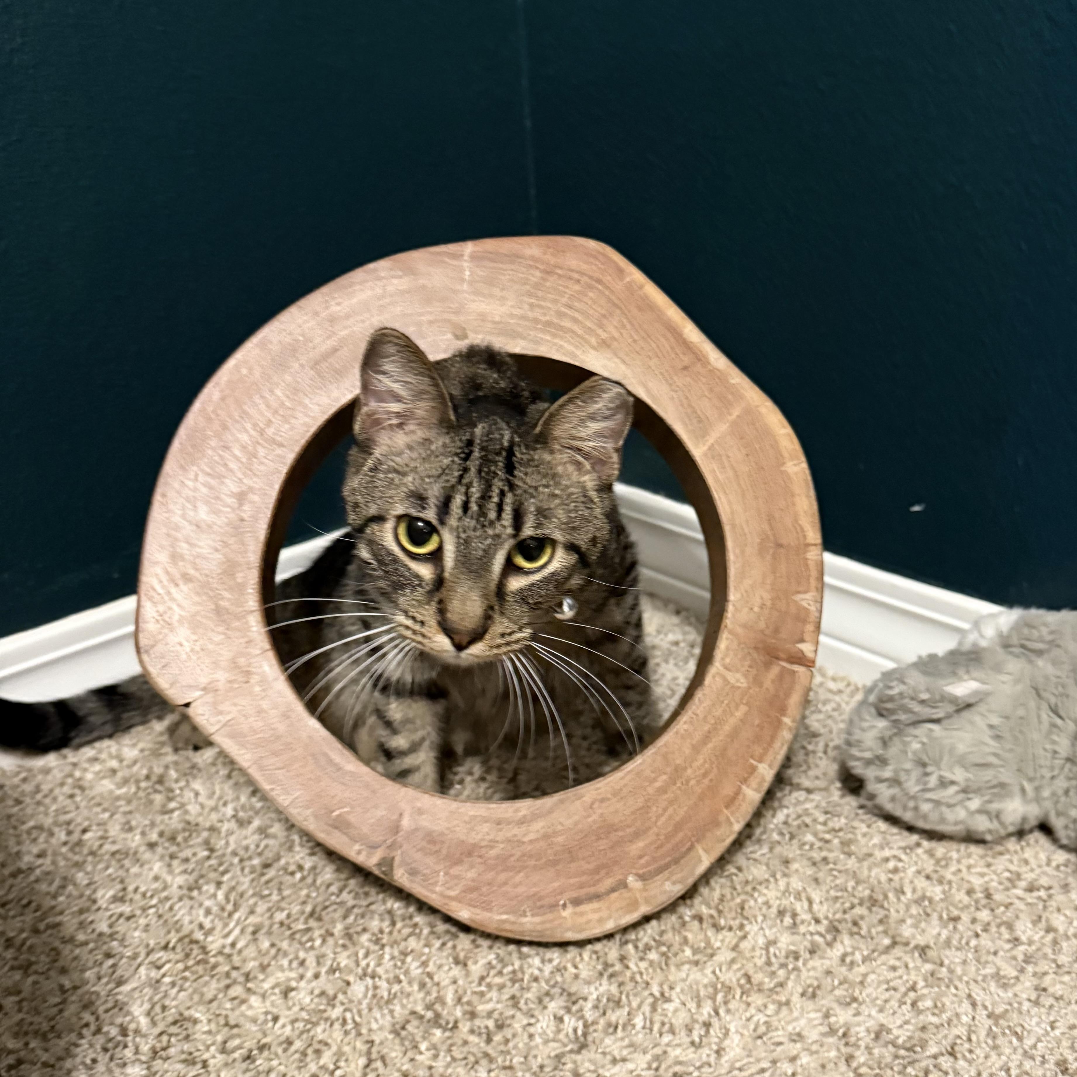 Jalapeño the Sweetheart