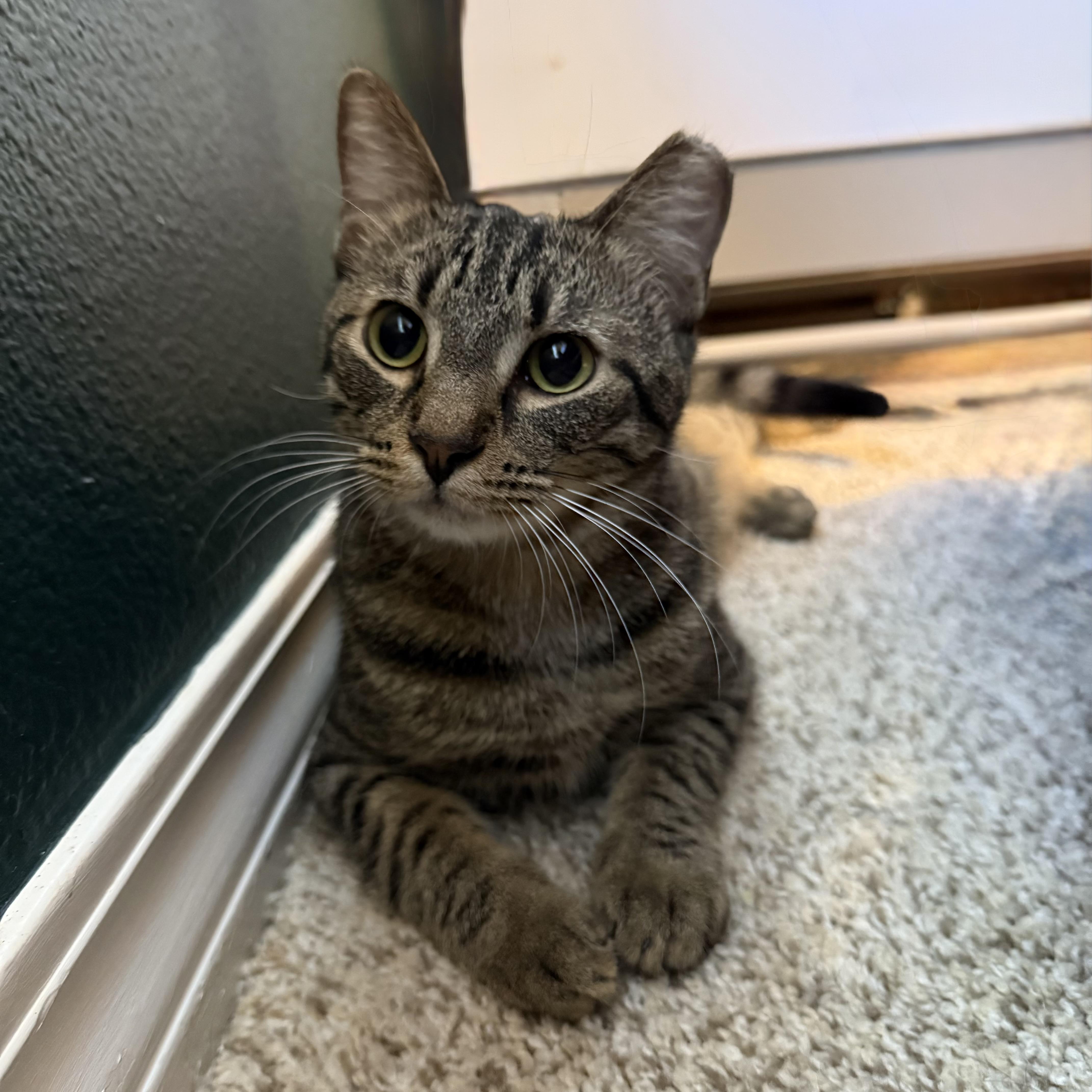 Jalapeño the Sweetheart