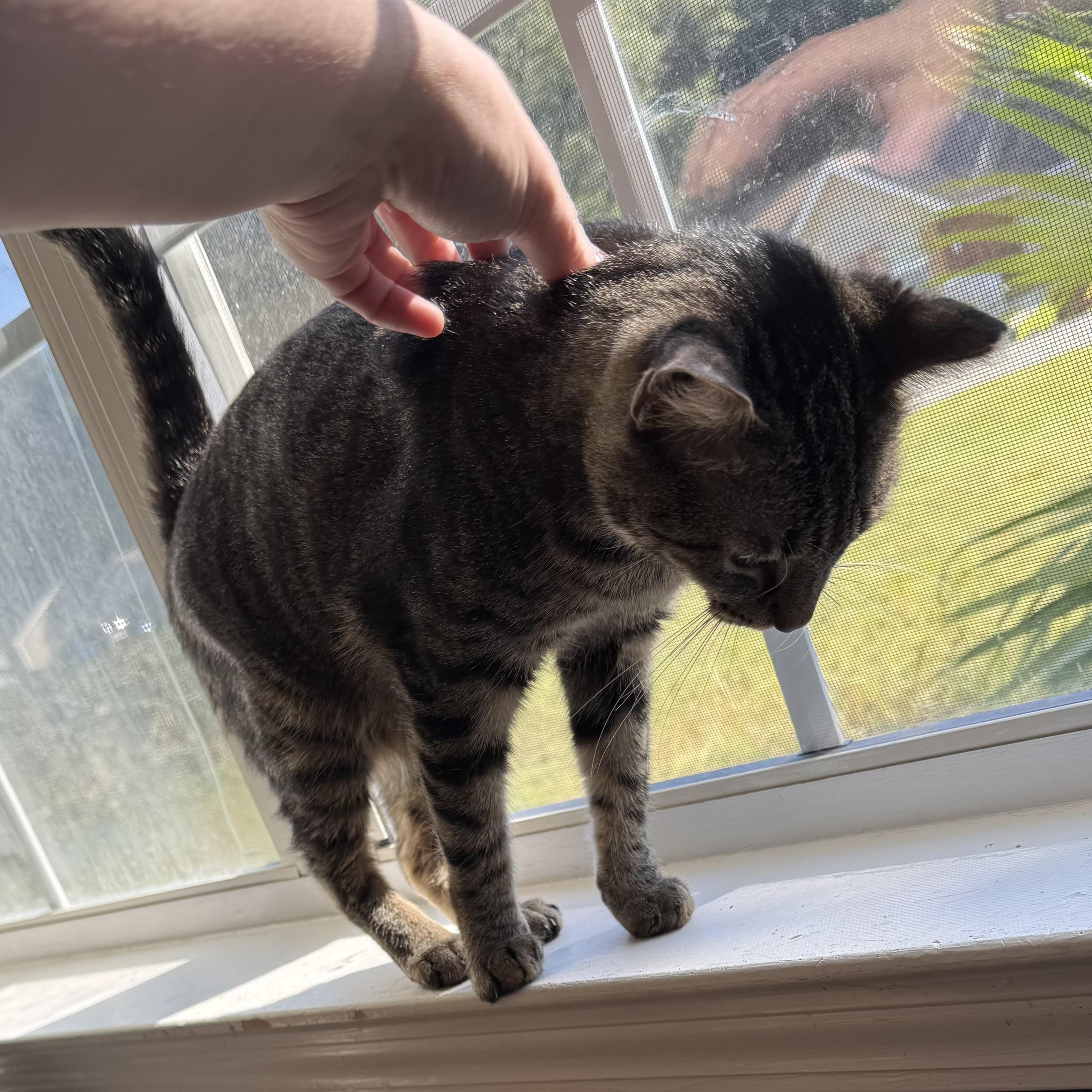 Enlarge Jalapeño, a quiet companion, a Adoptable mixed breed in Milton, FL image 5/5