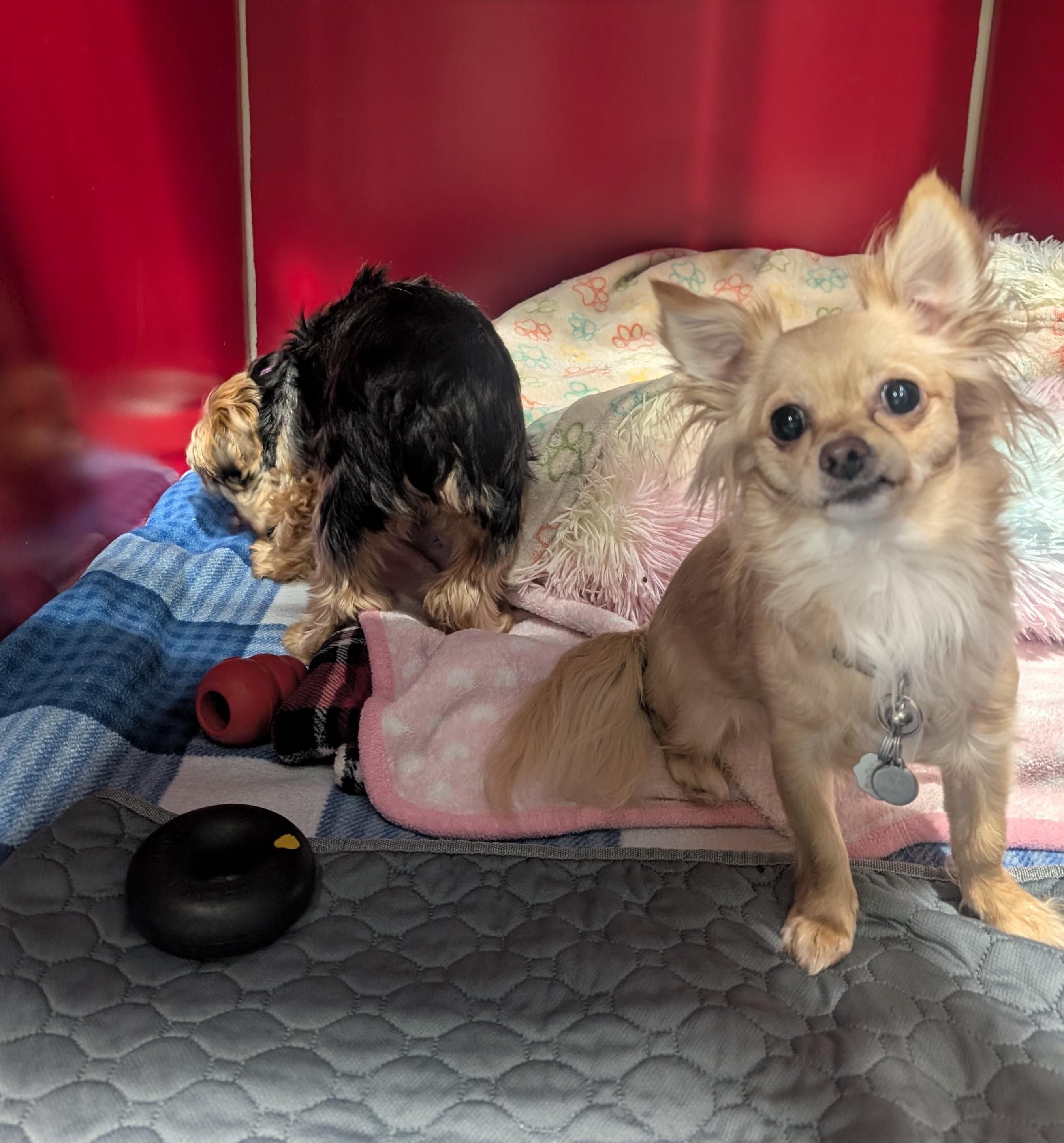 Enlarge Chloe and Callie, a ADOPTABLE mixed breed in Seattle, WA image 5/5