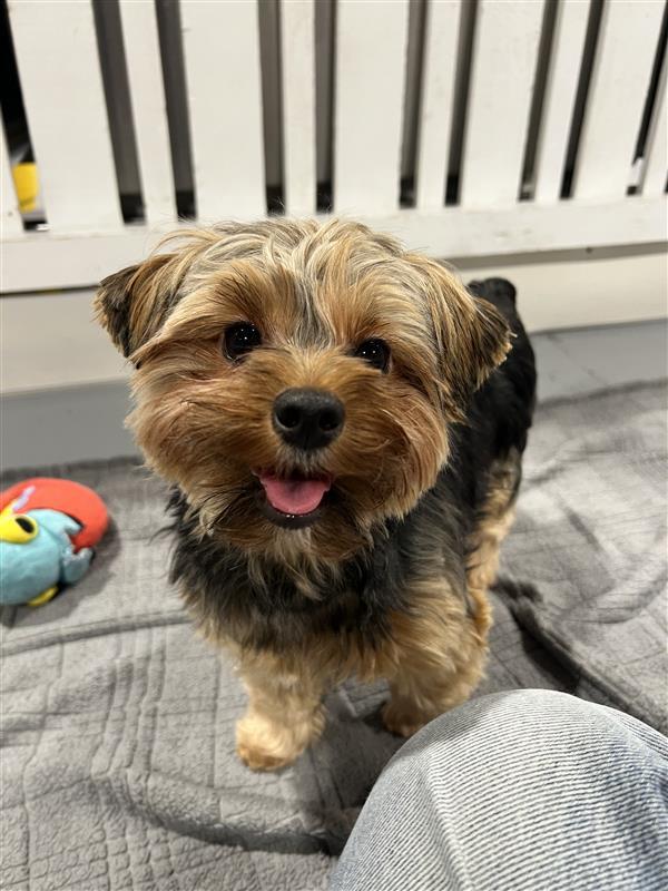 Enlarge Chloe and Callie, a ADOPTABLE mixed breed in Seattle, WA image 2/5