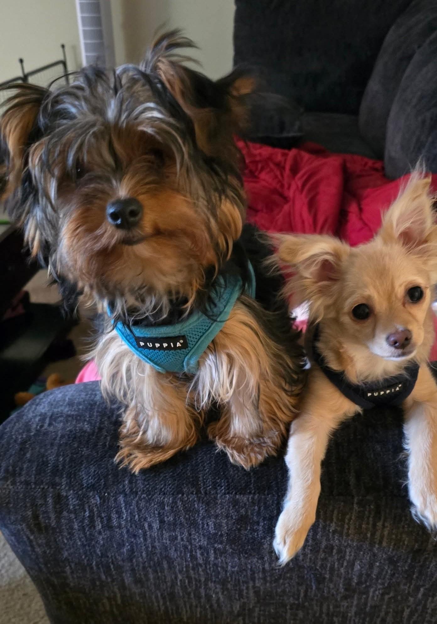 Enlarge Chloe and Callie, a ADOPTABLE mixed breed in Seattle, WA image 1/5