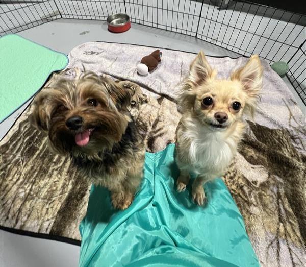 Enlarge Chloe and Callie, a ADOPTABLE mixed breed in Seattle, WA image 3/5