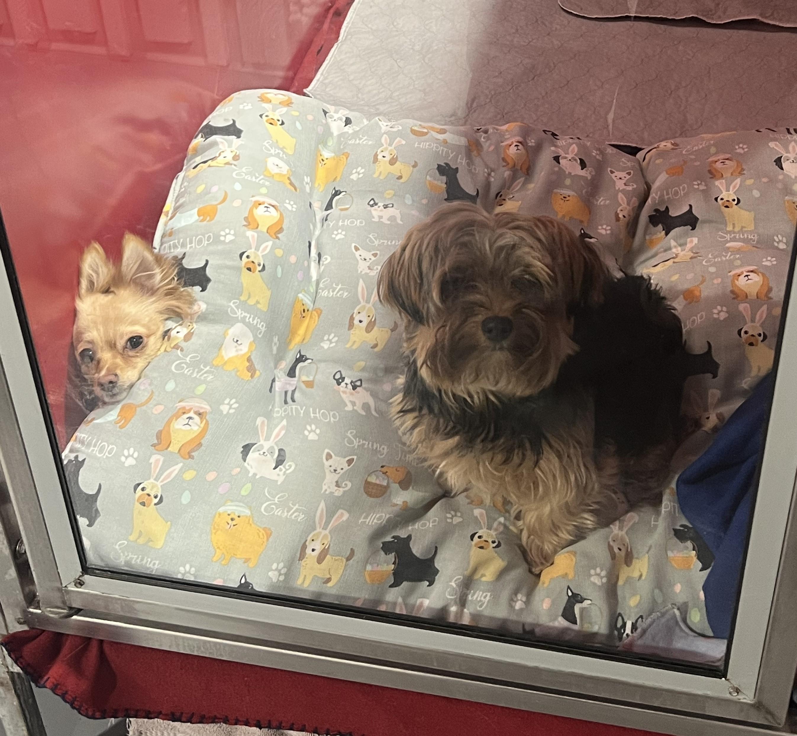 Enlarge Chloe and Callie, a ADOPTABLE mixed breed in Seattle, WA image 4/5