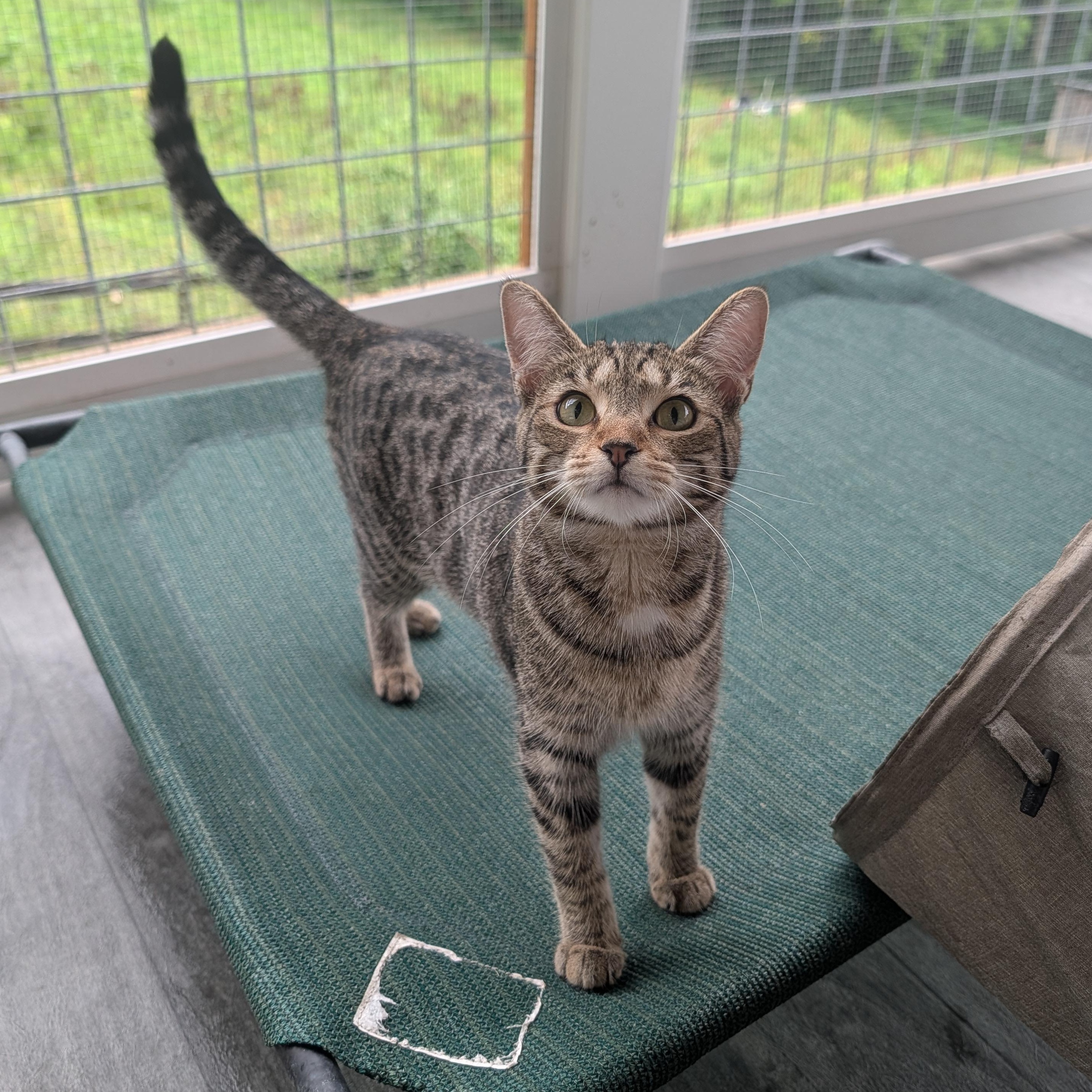 Enlarge D'artagnia, a Adoptable Domestic Short Hair in Waynesville, NC image 3/6
