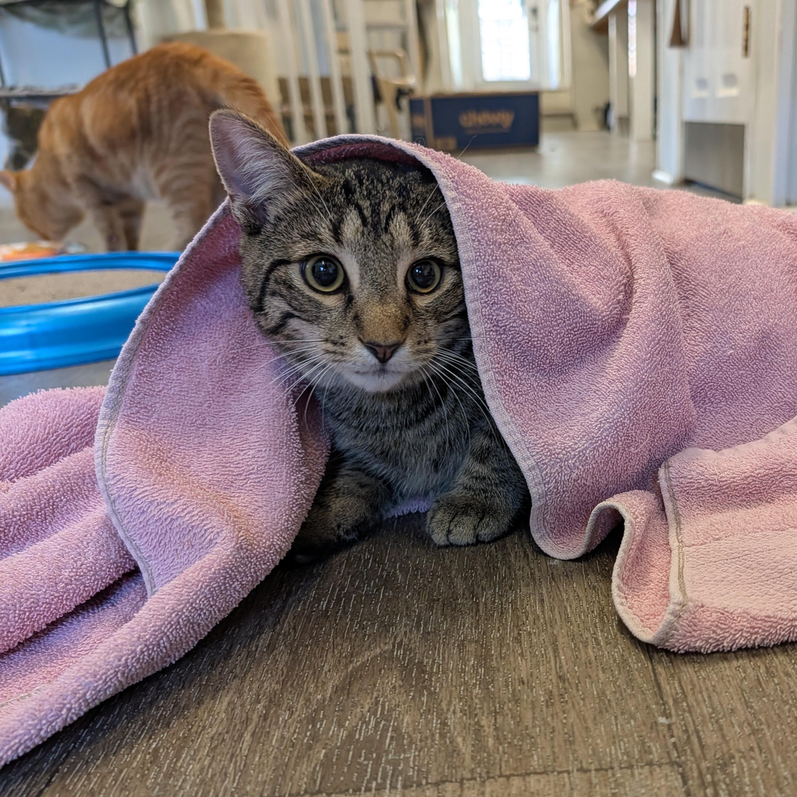 Enlarge D'artagnia, a Adoptable Domestic Short Hair in Waynesville, NC image 2/6