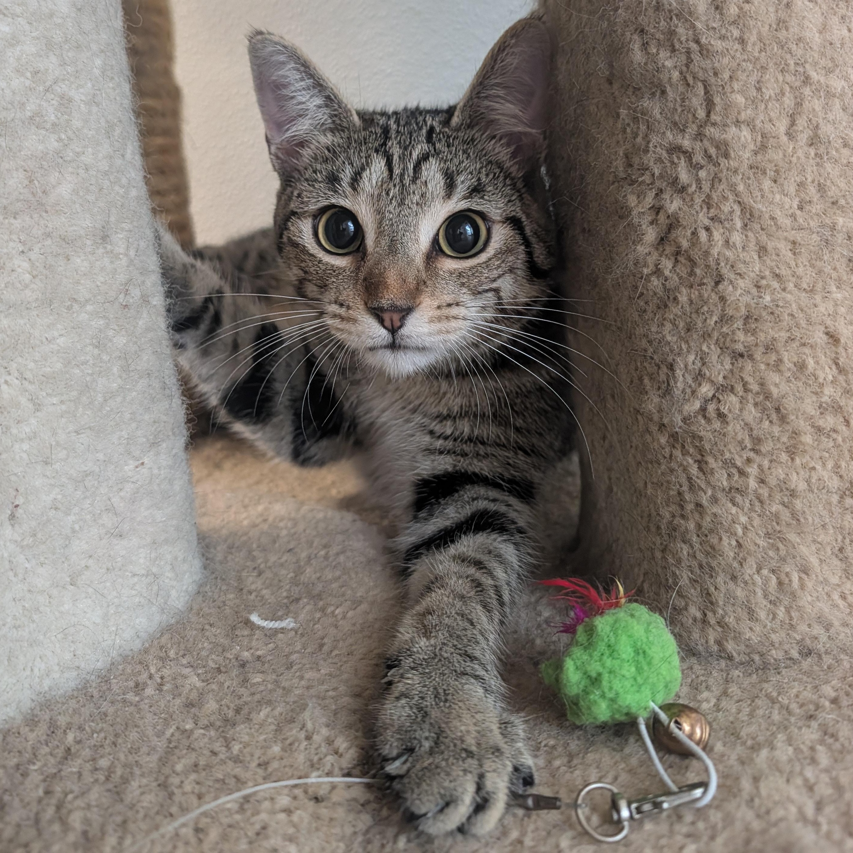 Enlarge D'artagnia, a Adoptable Domestic Short Hair in Waynesville, NC image 1/6