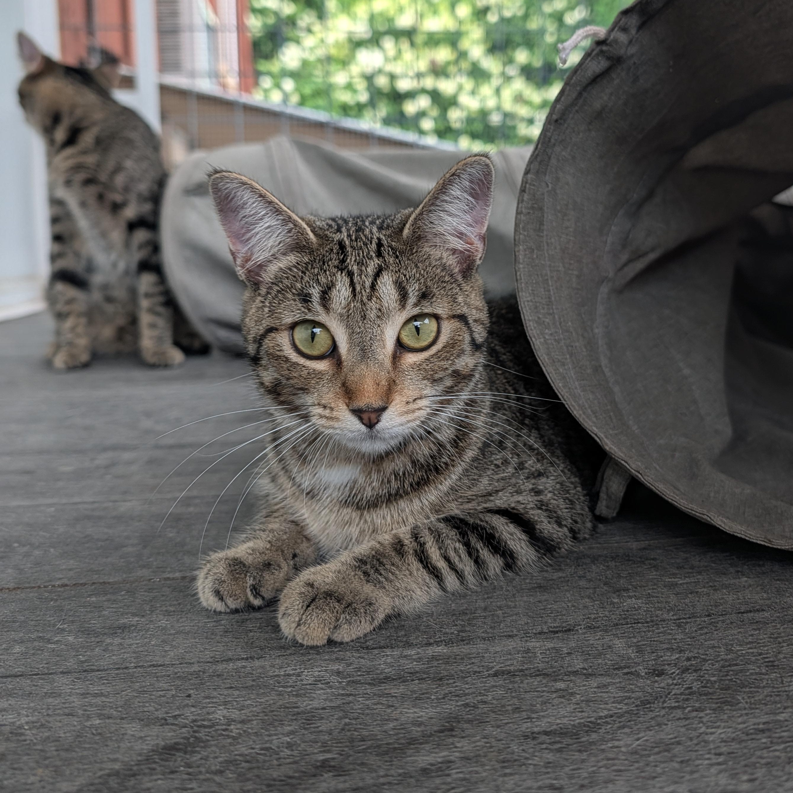 Enlarge D'artagnia, a Adoptable Domestic Short Hair in Waynesville, NC image 4/6