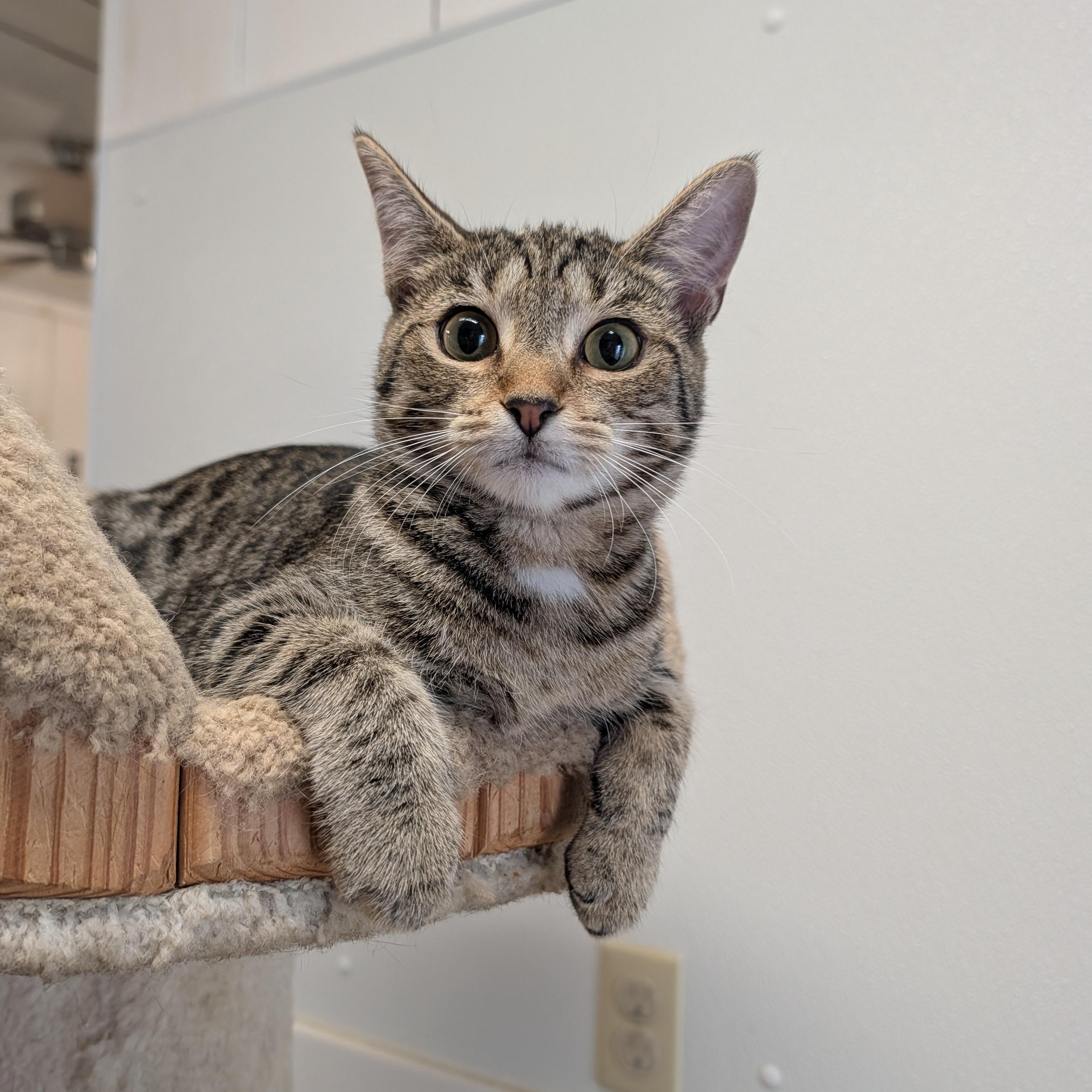 Enlarge D'artagnia, a Adoptable Domestic Short Hair in Waynesville, NC image 5/6