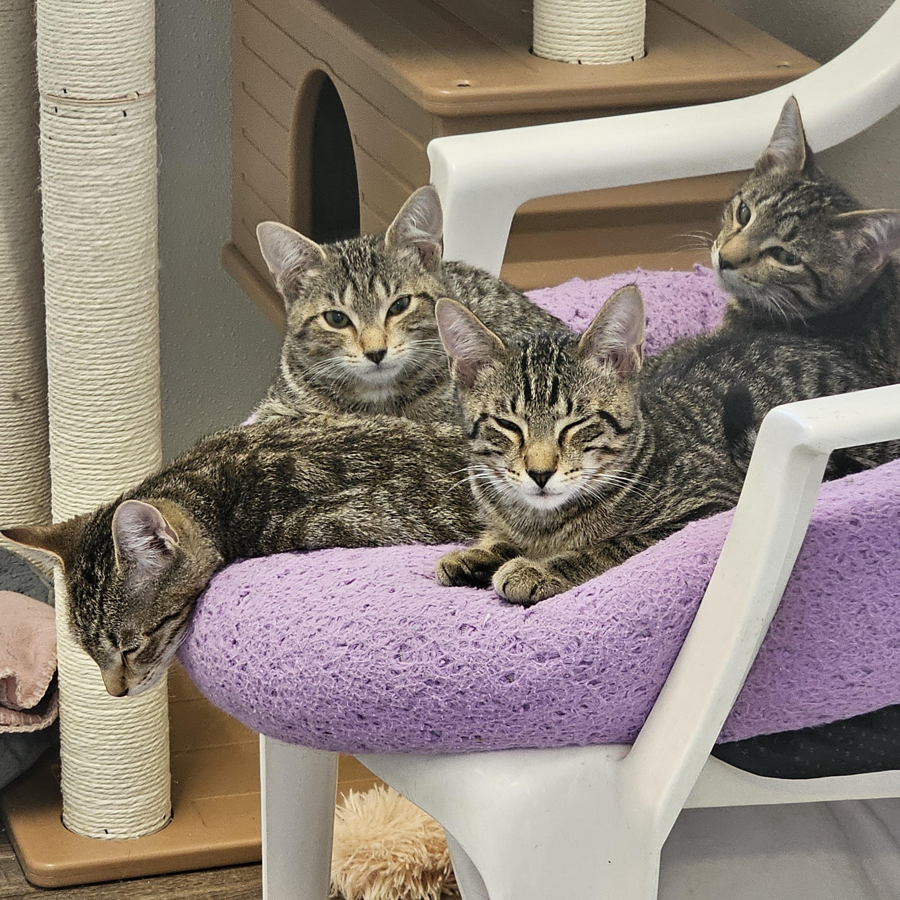 Enlarge D'artagnia, a Adoptable Domestic Short Hair in Waynesville, NC image 6/6