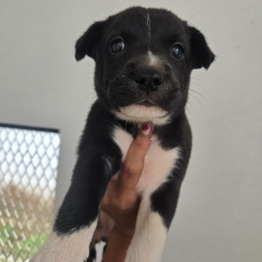 Elphaba, Adoptable, Puppy Female Affenpinscher.