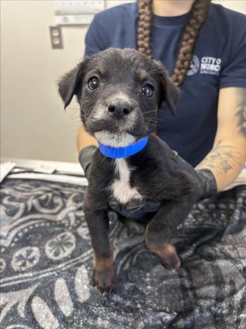 STARSCREAM, Adoptable, Puppy Male German Shepherd Dog & Mixed Breed.