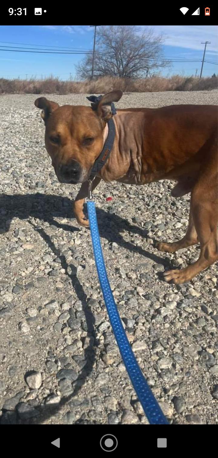 Milo, Adoptable, Senior Male Pit Bull Terrier.