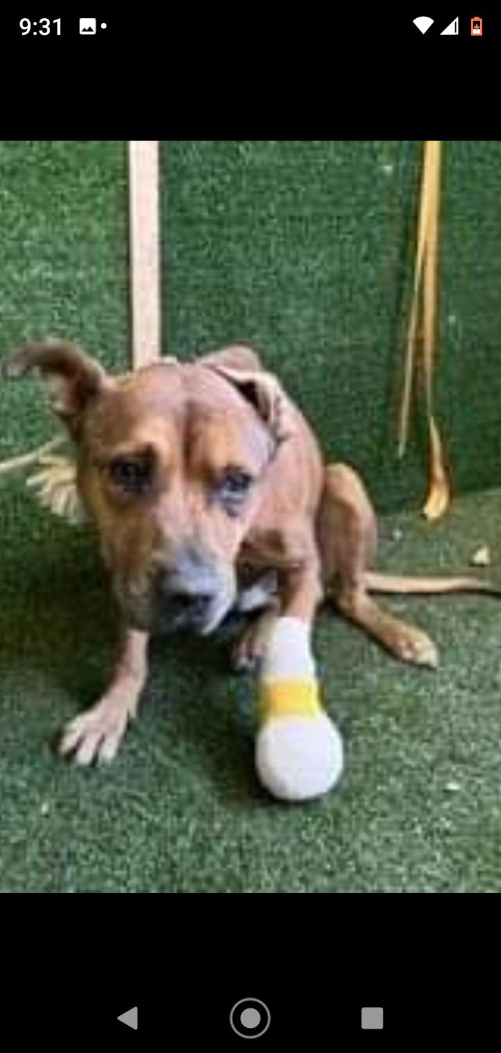 Enlarge Milo, a Adoptable Pit Bull Terrier in Seattle, WA image 2/6