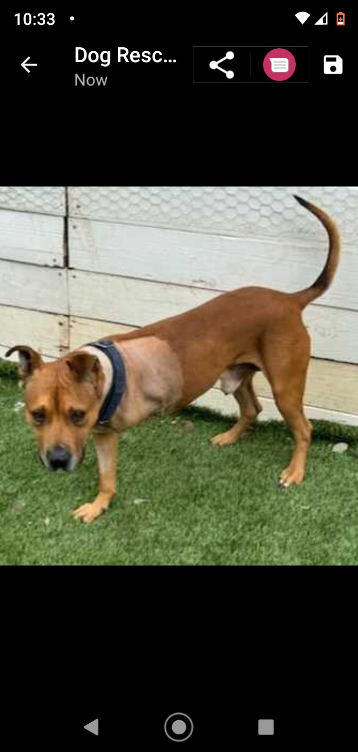 Enlarge Milo, a Adoptable Pit Bull Terrier in Seattle, WA image 5/6