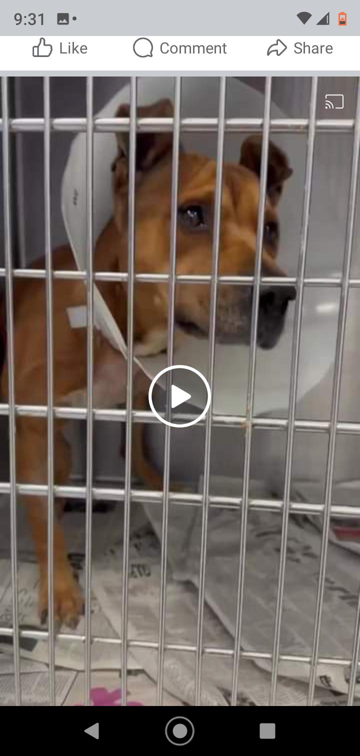 Enlarge Milo, a Adoptable Pit Bull Terrier in Seattle, WA image 6/6