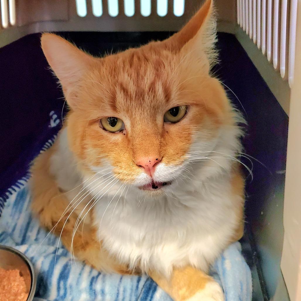 Runa, Adoptable, Adult Male Domestic Long Hair.