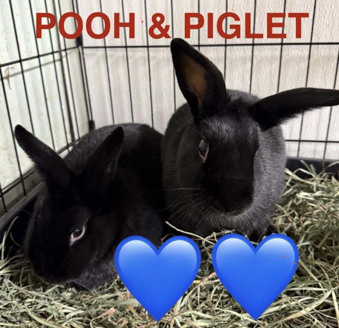 Pooh & Piglet (PEN 8), adopted, Adult Male Bunny Rabbit.