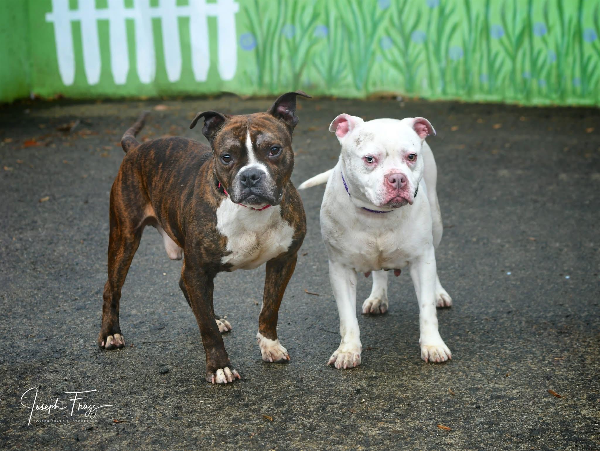 Suzie & Trip photo 1