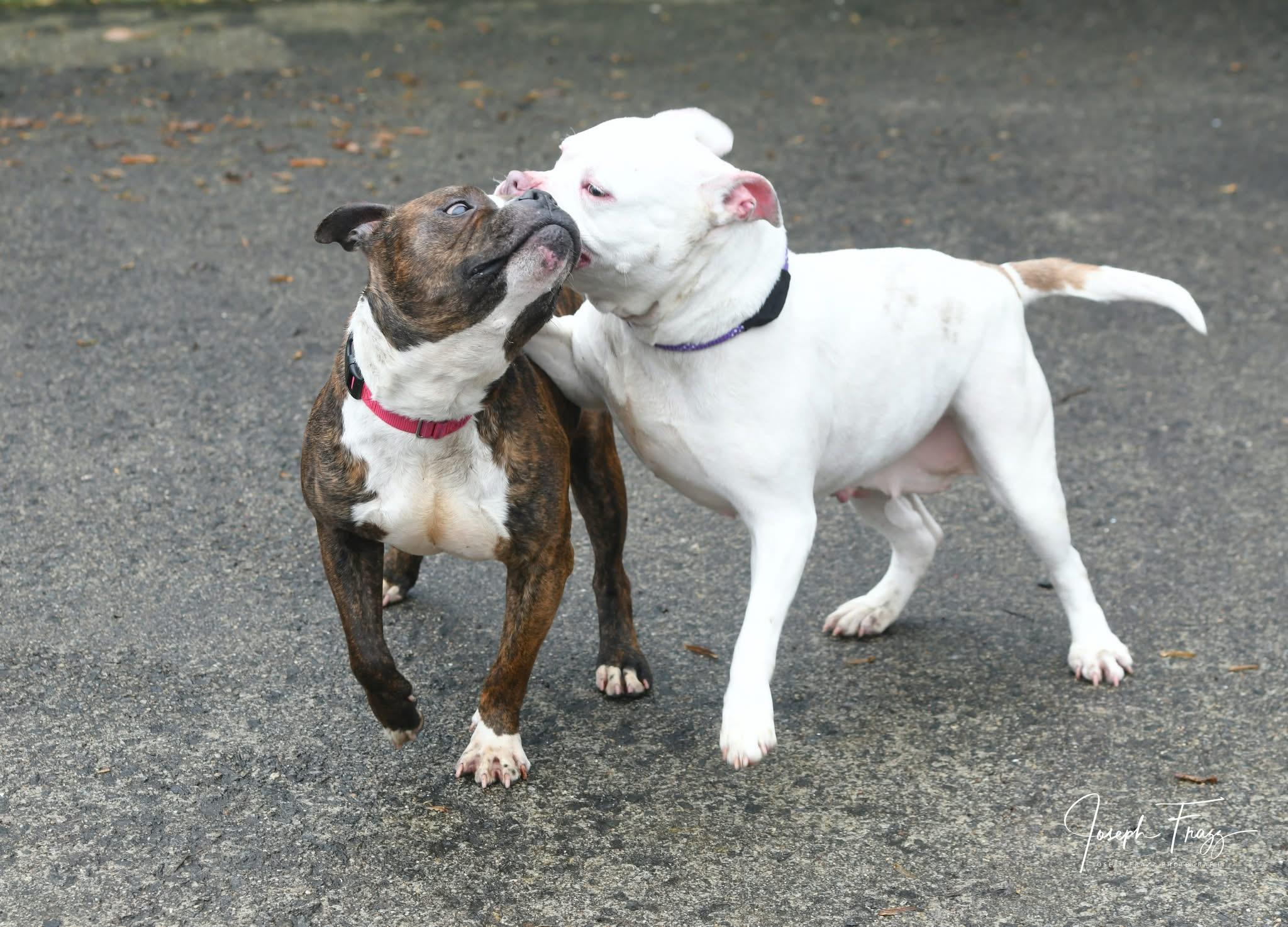 Suzie & Trip photo 2