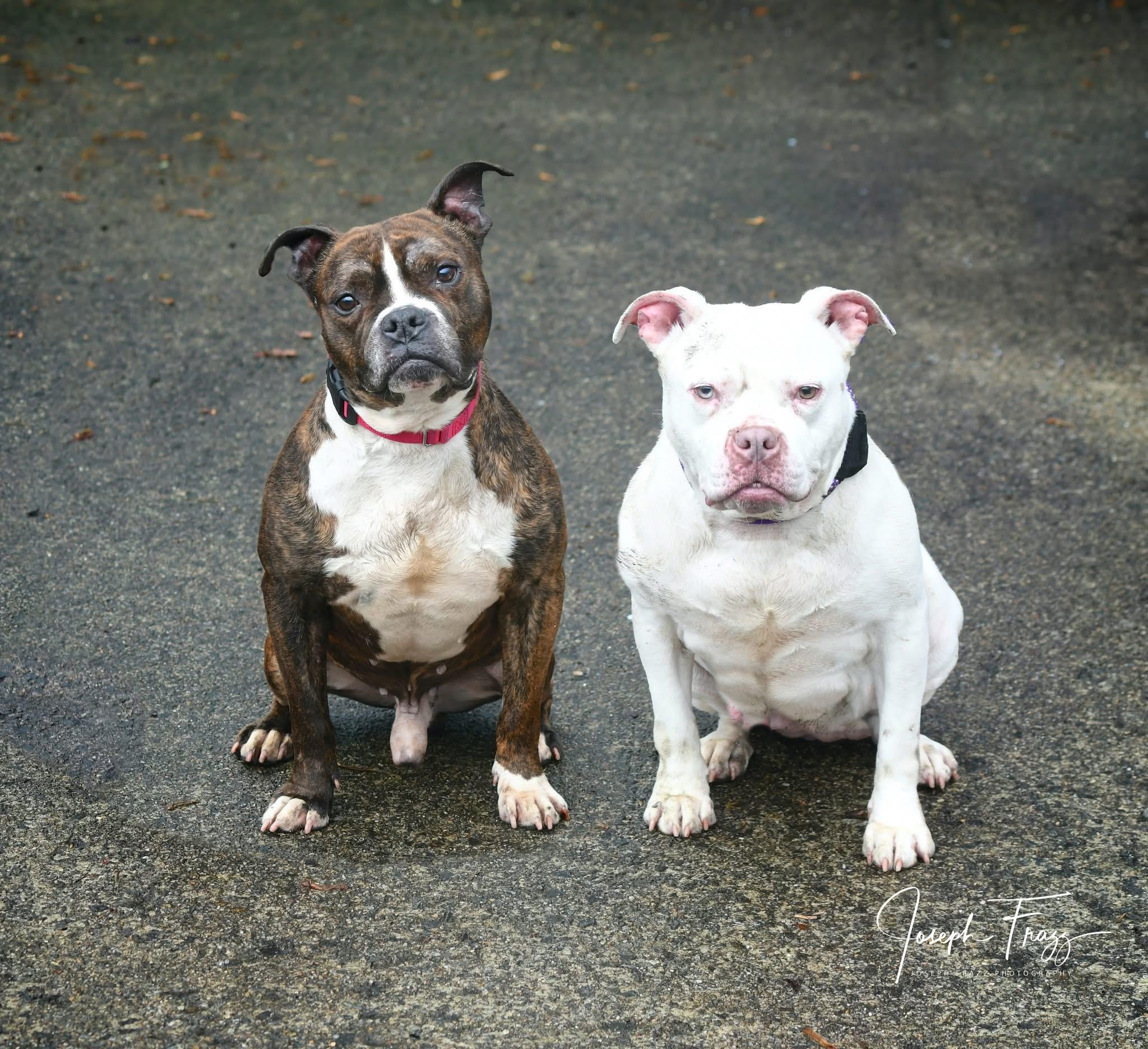 Suzie & Trip photo 4