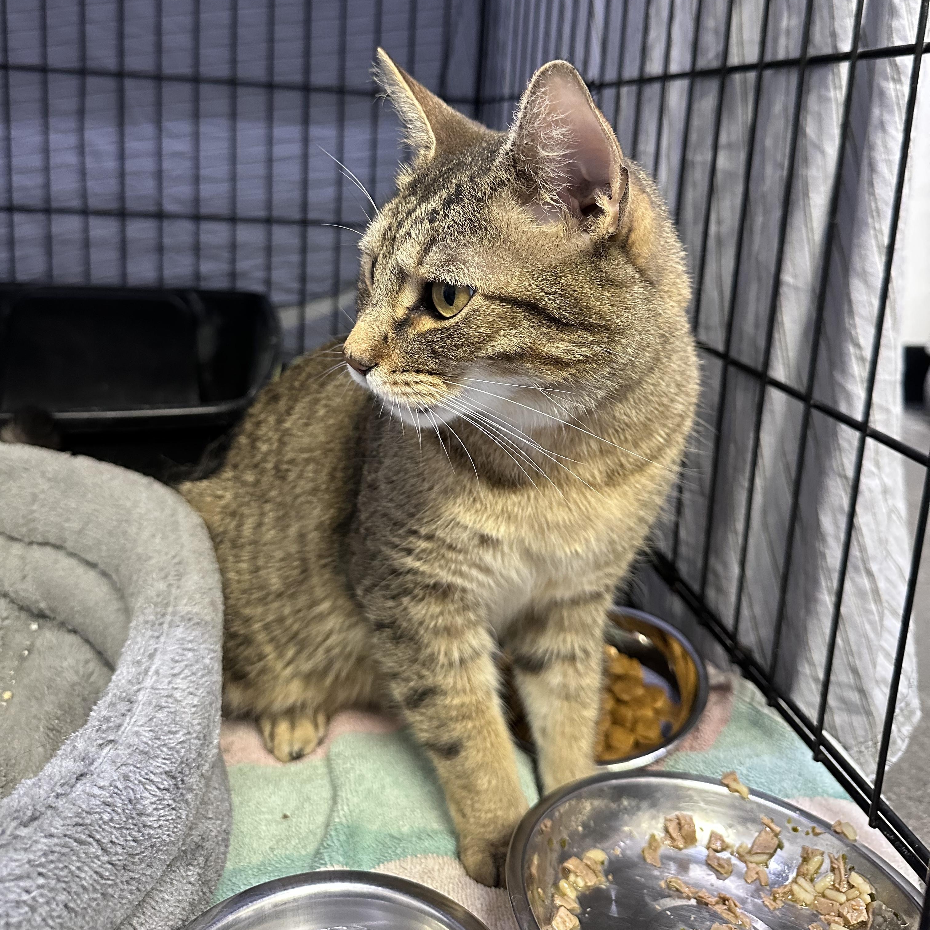 Enlarge Maverick & Bob Marley, an adopted Domestic Short Hair in Waltham, MA image 4/4