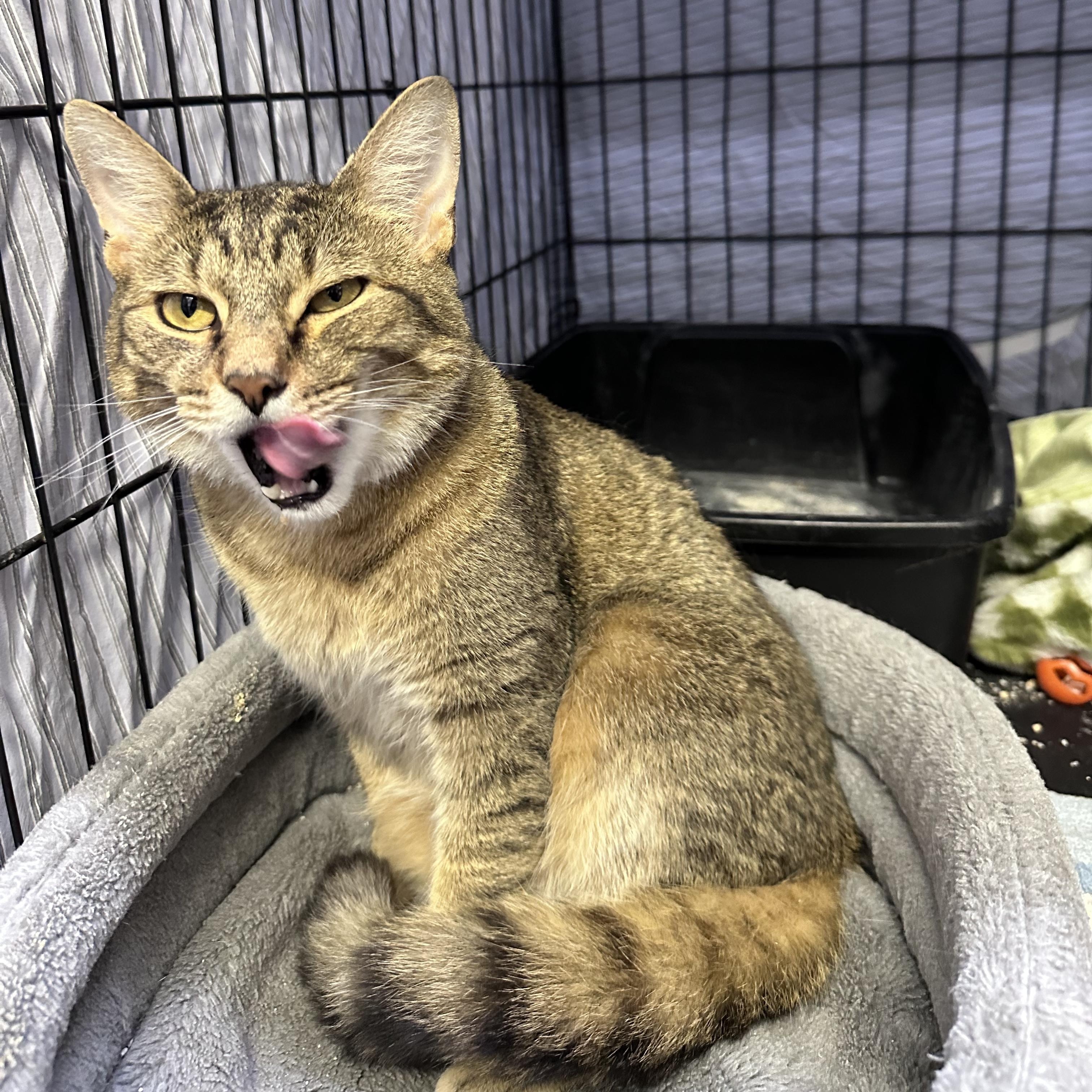 Enlarge Maverick & Bob Marley, an adopted Domestic Short Hair in Waltham, MA image 2/4
