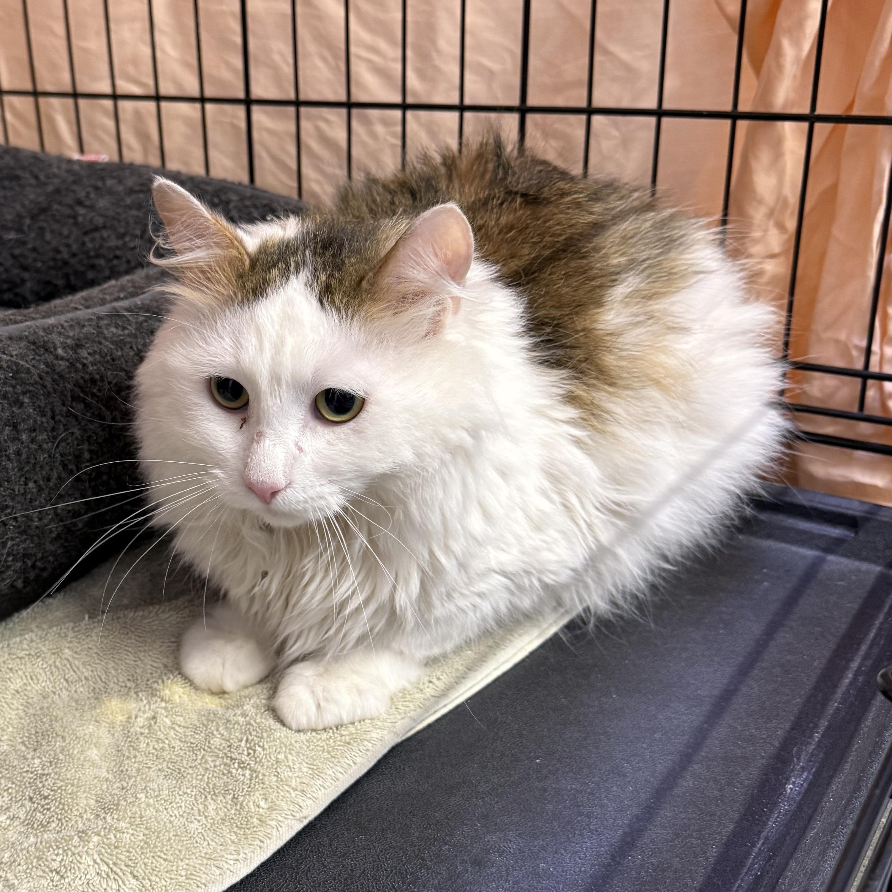 Enlarge Maverick & Bob Marley, an adopted Domestic Short Hair in Waltham, MA image 1/4