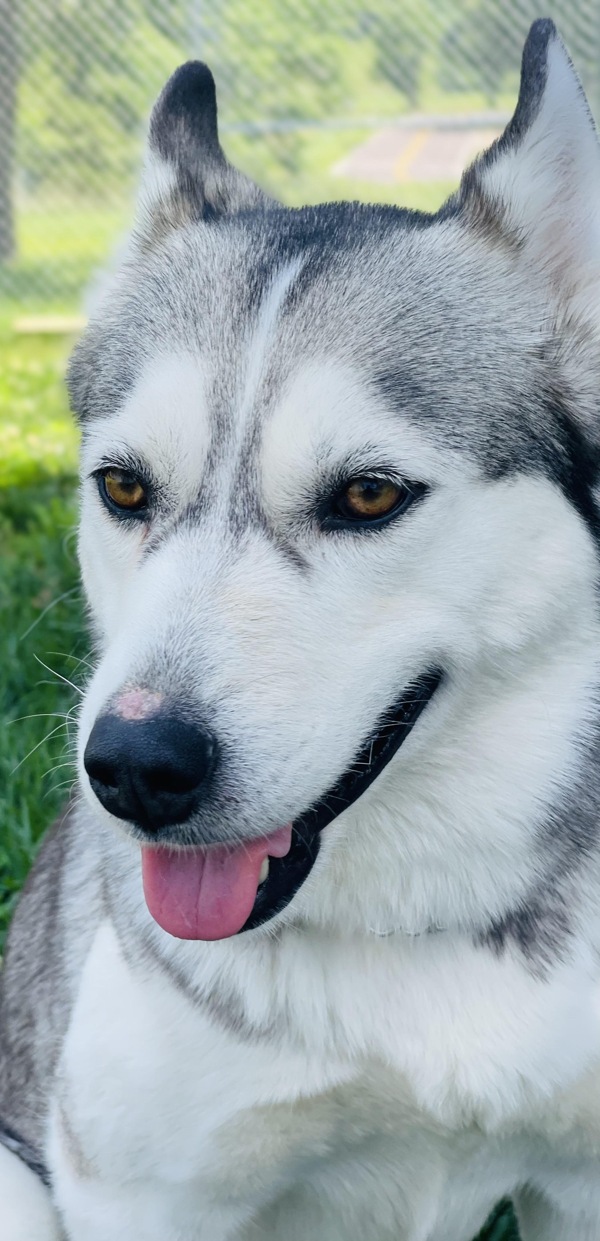 Laika