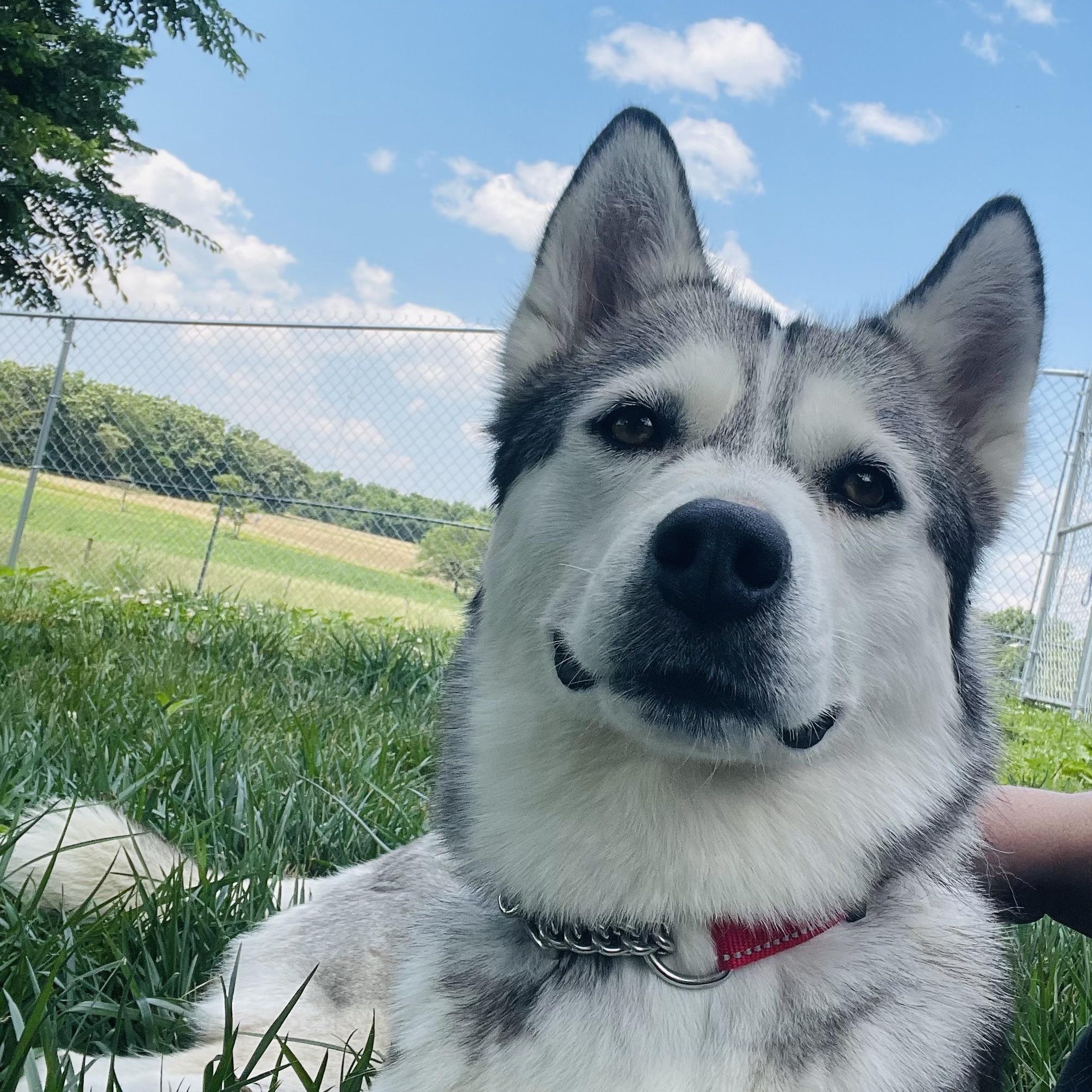 Laika