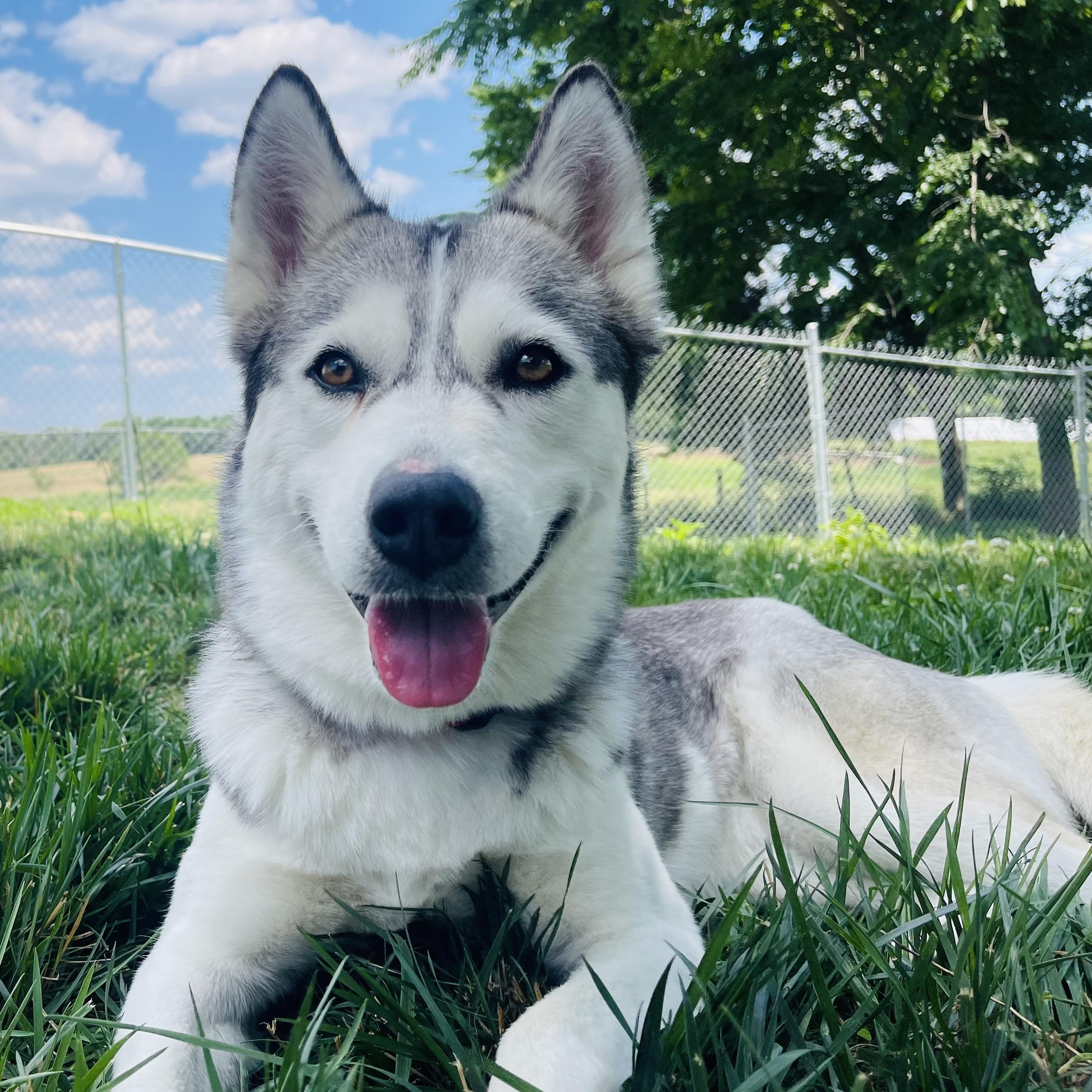 Laika