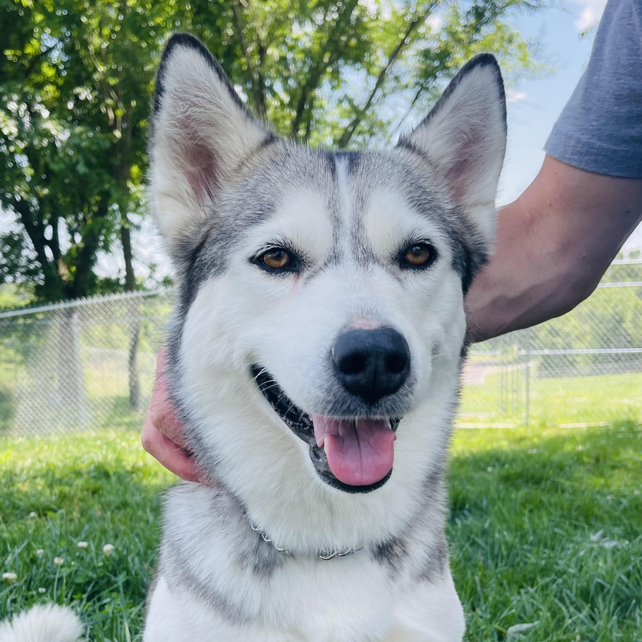 Laika