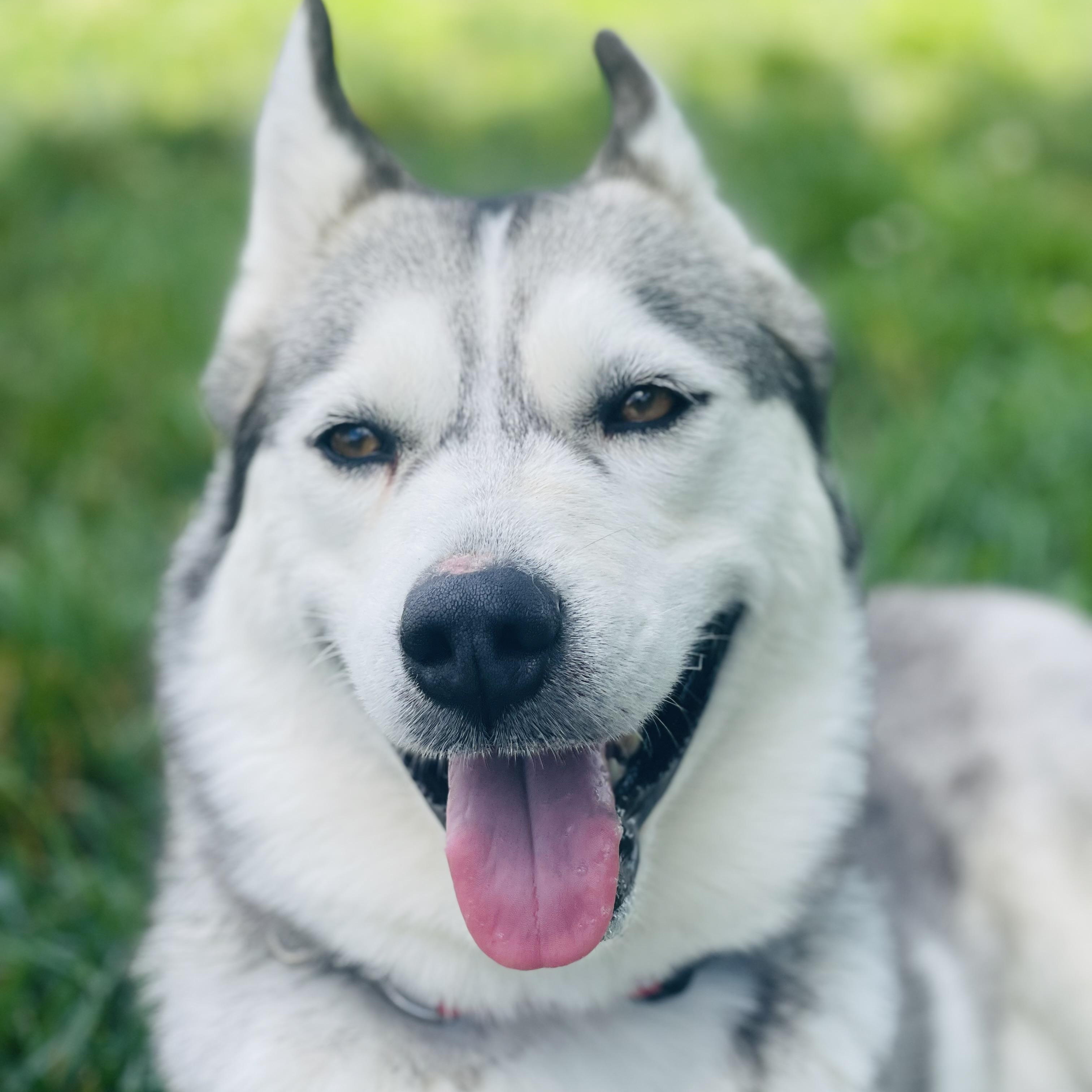 Laika